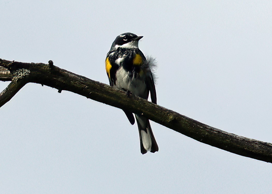 Yellow-rumped Warbler - ML620671341