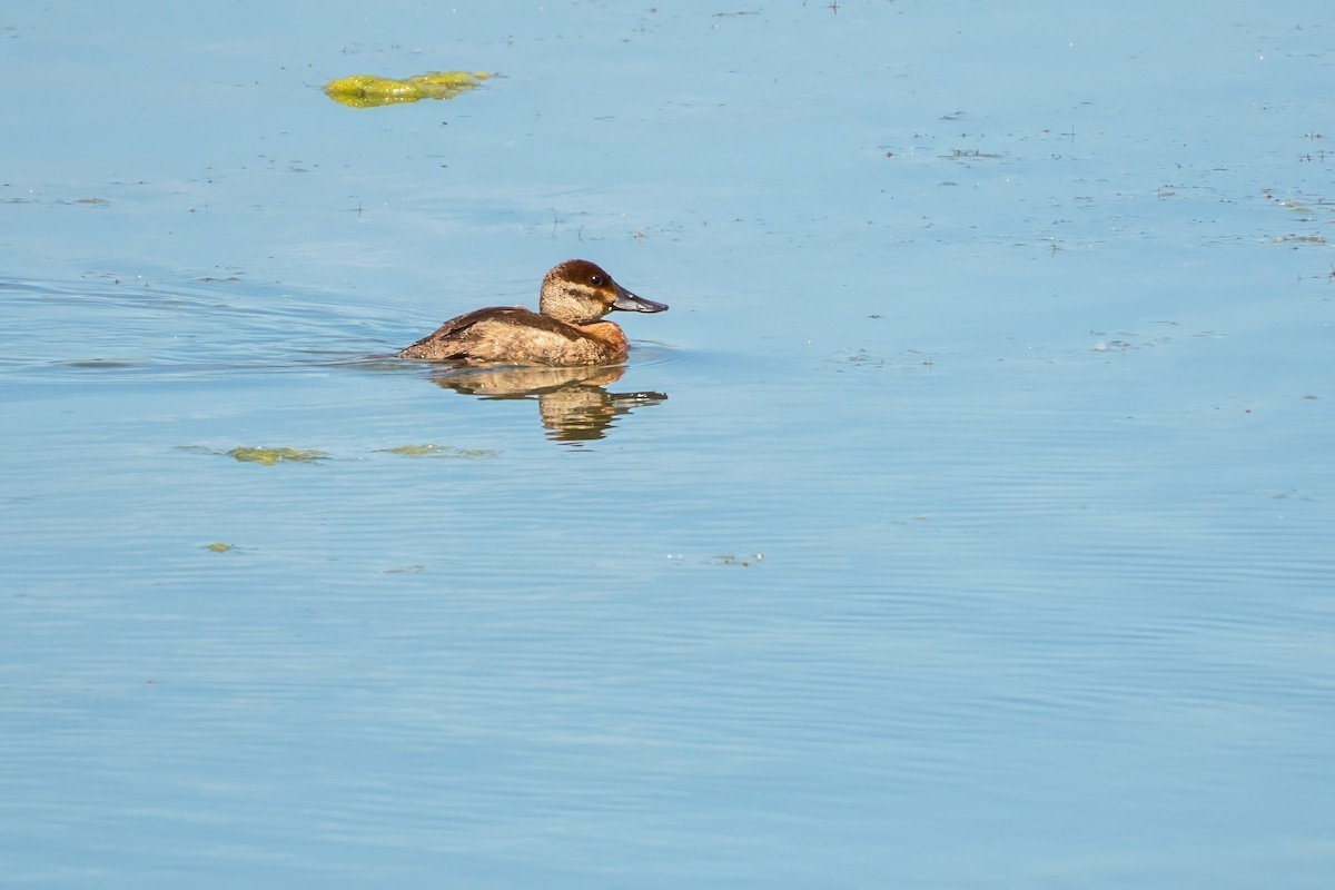 Ruddy Duck - ML620671344