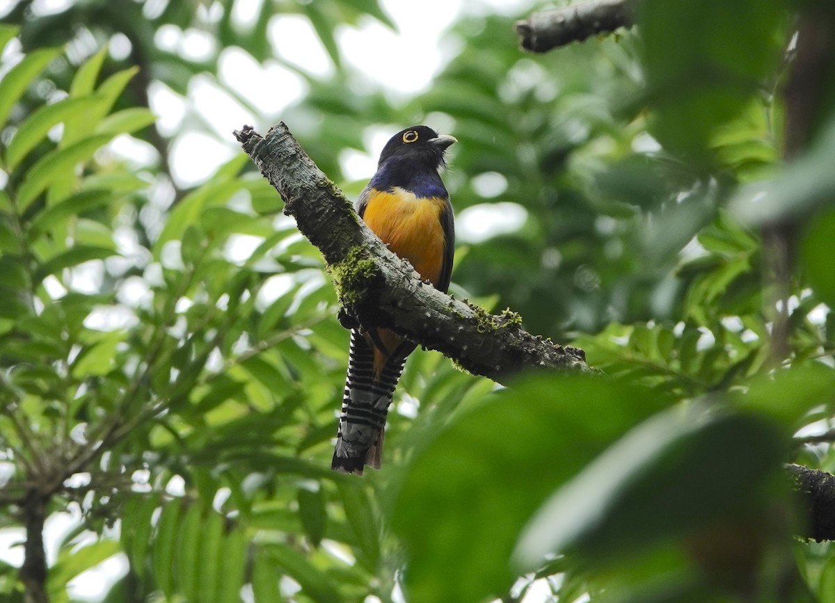 trogon podvazkový - ML620671350