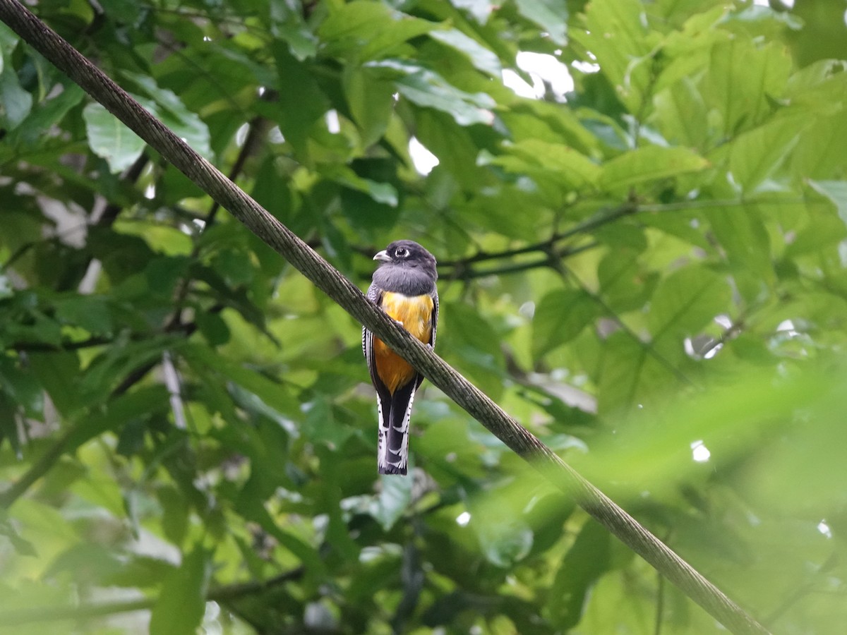 trogon podvazkový - ML620671351