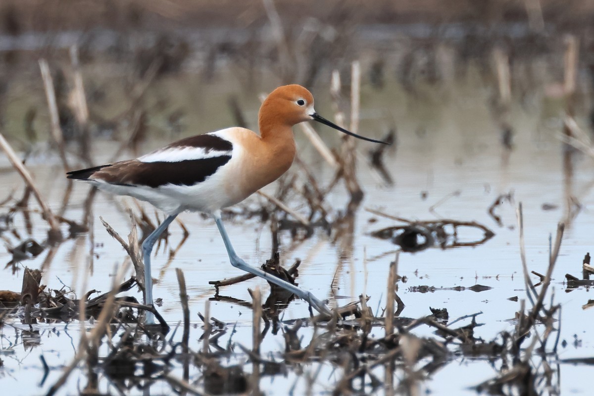 American Avocet - ML620671355