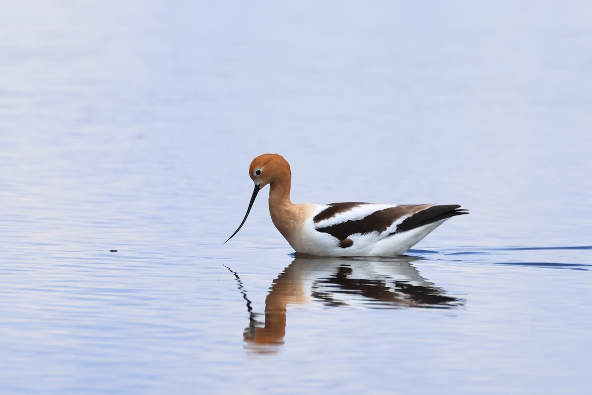 American Avocet - ML620671356