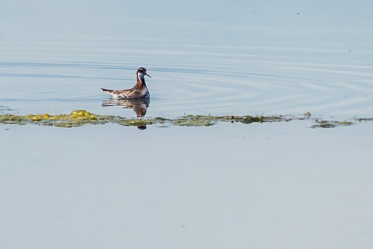 Red-necked Phalarope - ML620671357