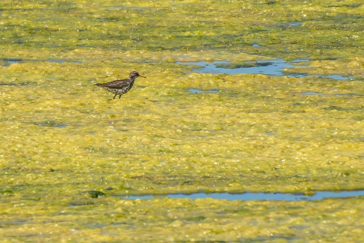 Spotted Sandpiper - ML620671359