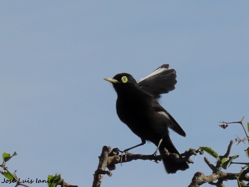 Spectacled Tyrant - ML620671369