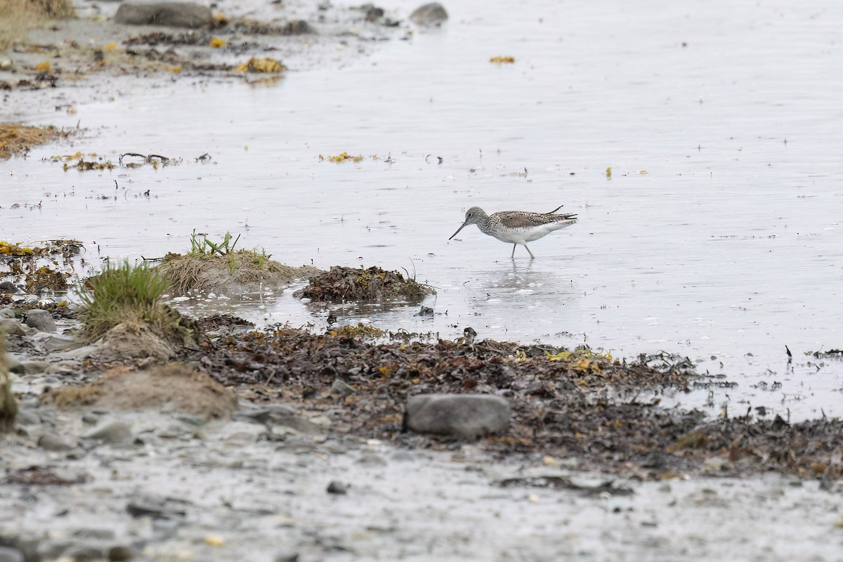 Common Greenshank - ML620671371