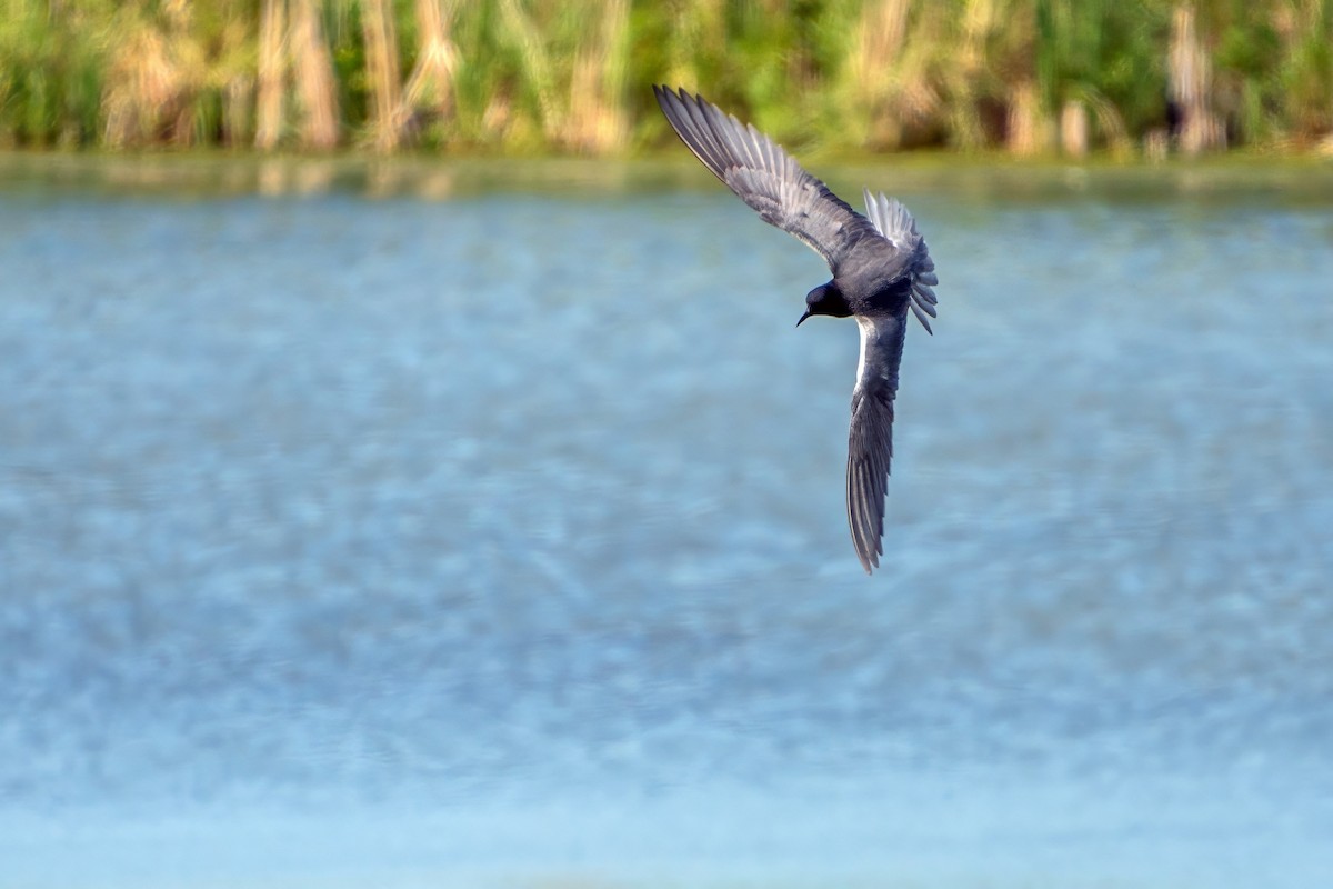 Black Tern - ML620671373