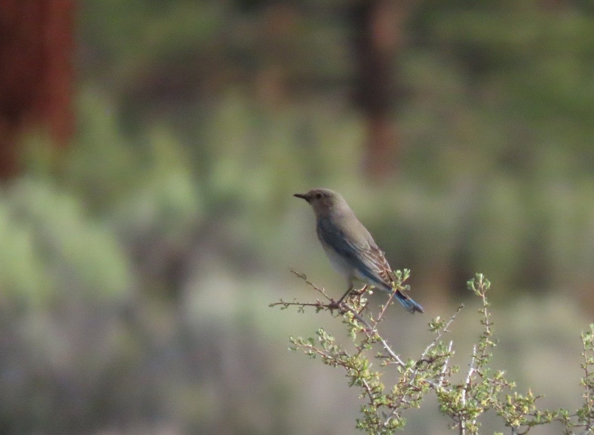 Mountain Bluebird - ML620671376