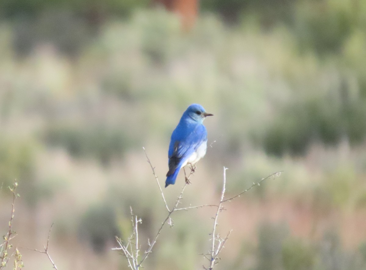 Mountain Bluebird - ML620671377