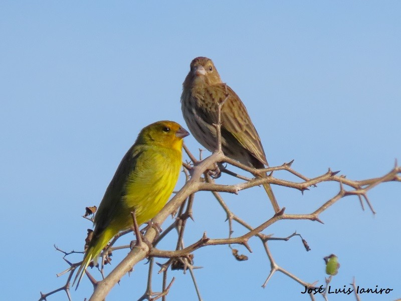 Saffron Finch - ML620671380