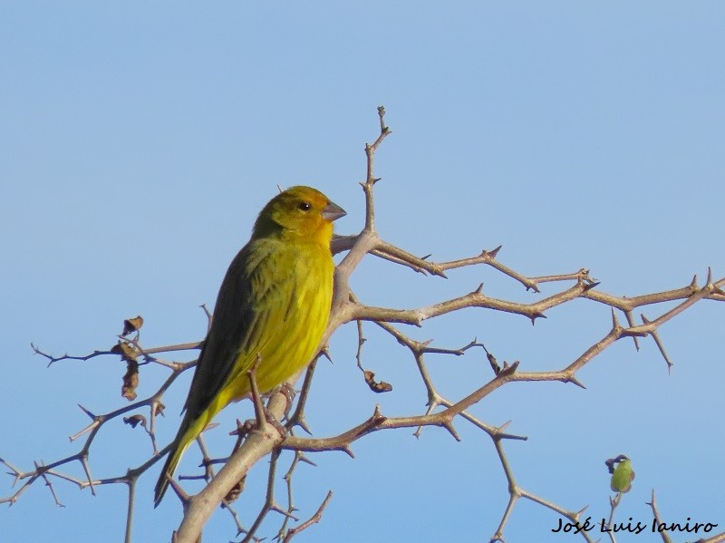 Saffron Finch - ML620671381