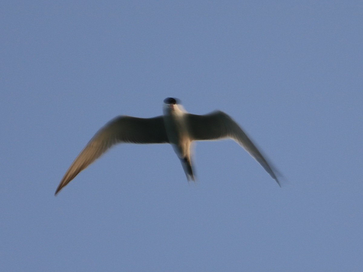 Common Tern - ML620671387