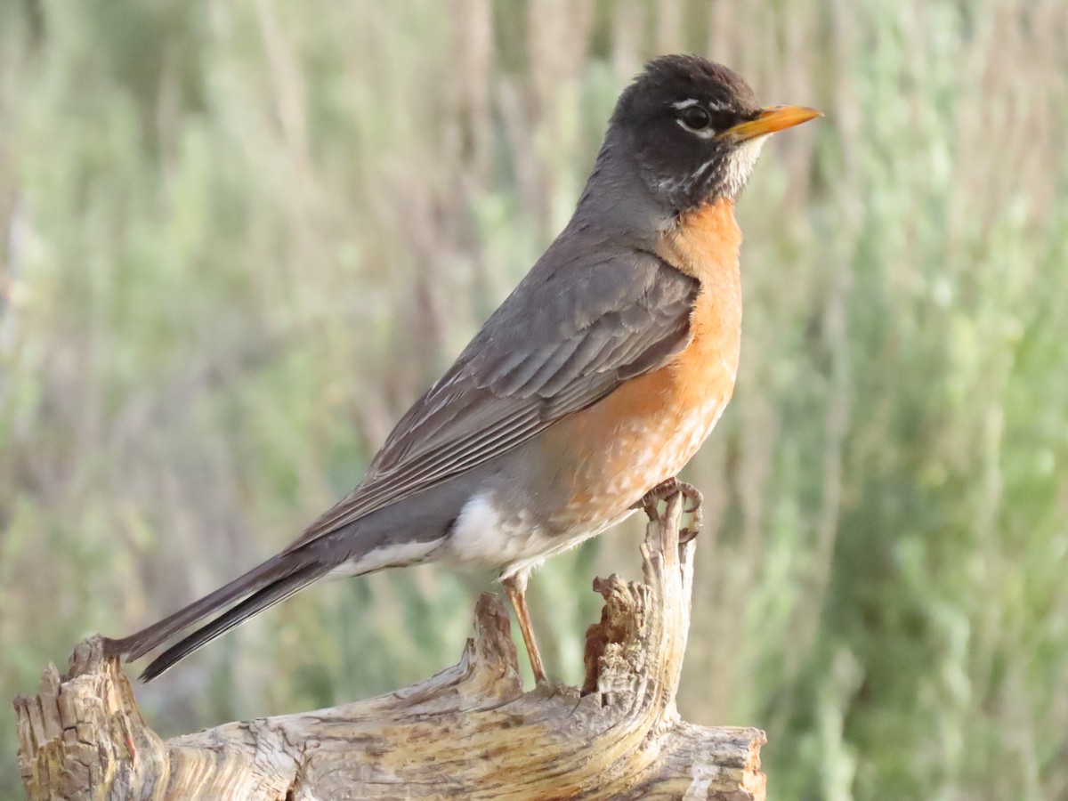 American Robin - ML620671389