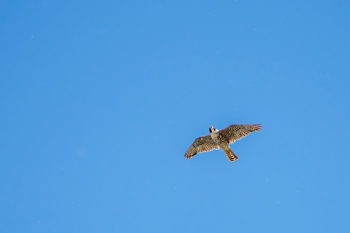 Peregrine Falcon - Roger Roy