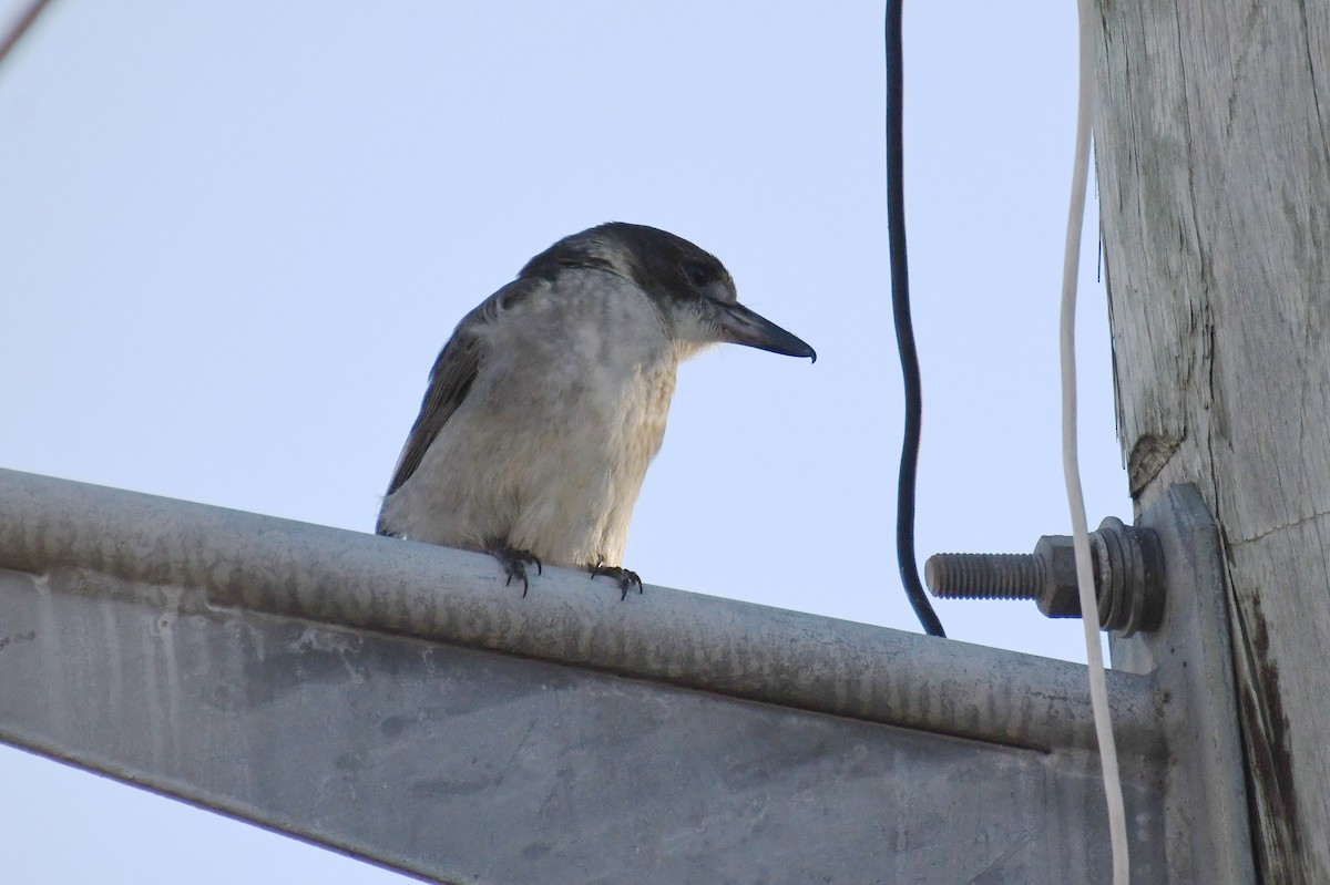 Gray Butcherbird - ML620671393