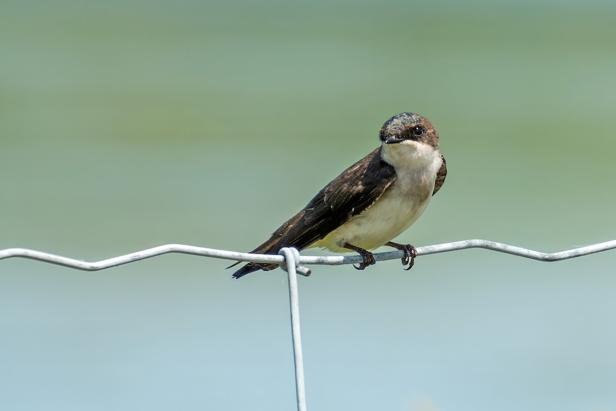 Golondrina Bicolor - ML620671394