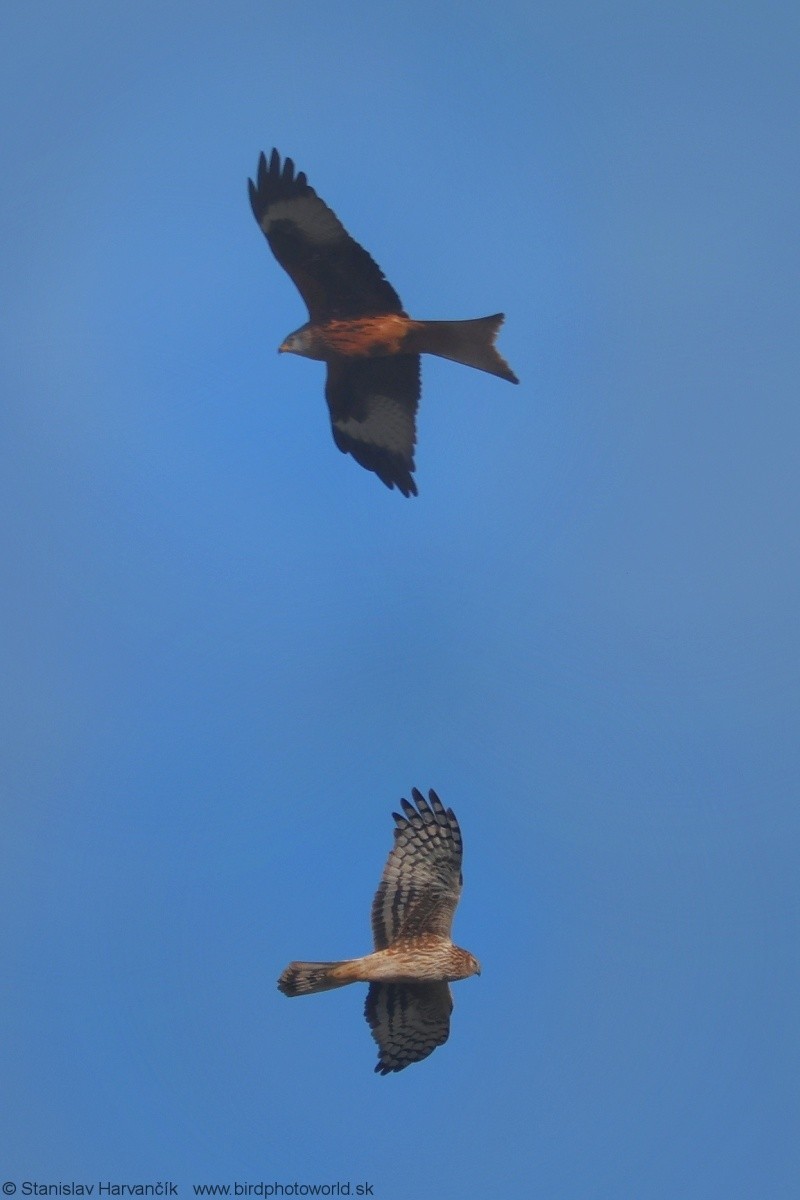 Hen Harrier - ML620671395