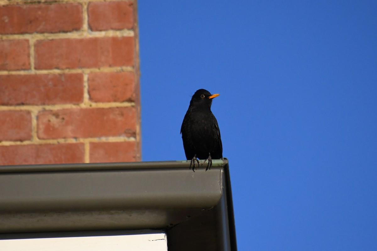 Eurasian Blackbird - ML620671398