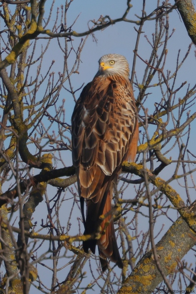 Red Kite - ML620671401