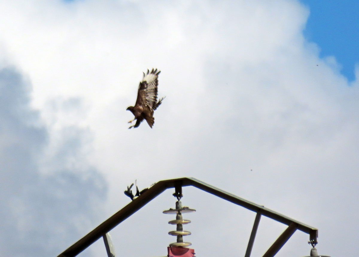 Common Buzzard - ML620671409