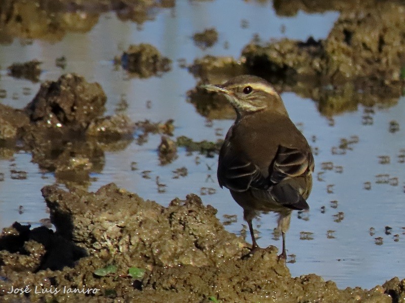 Buff-winged Cinclodes - ML620671414