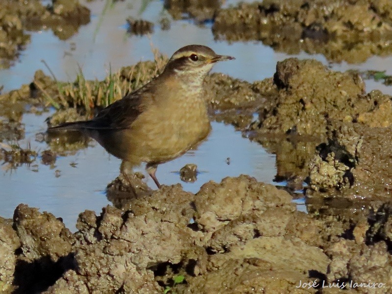 Buff-winged Cinclodes - ML620671415