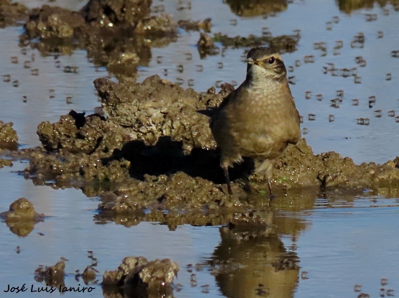 Buff-winged Cinclodes - ML620671416