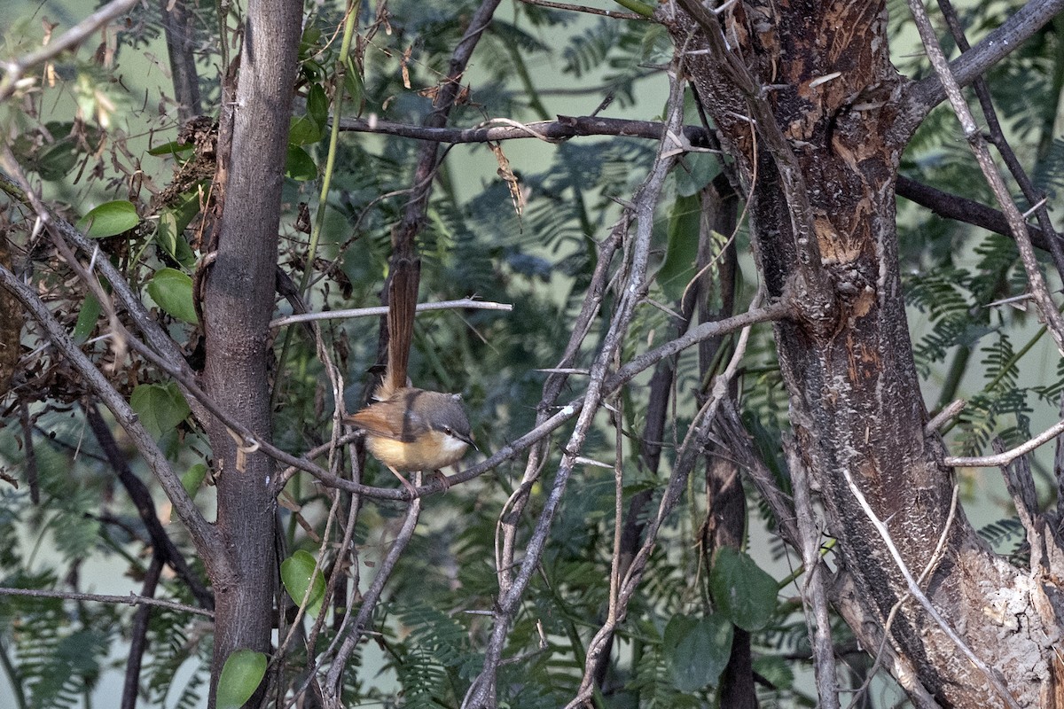 Ashy Prinia - ML620671418