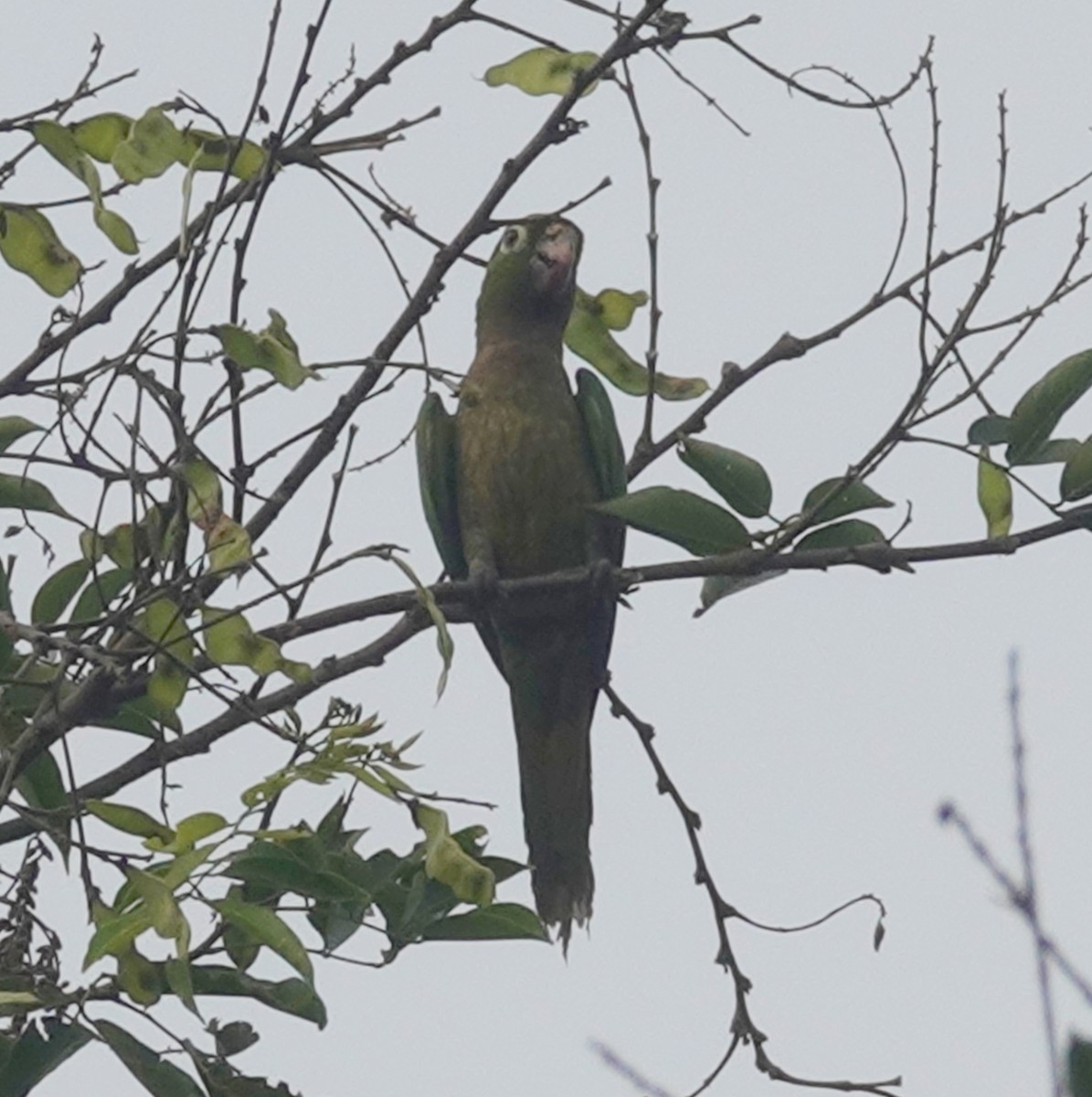 Olive-throated Parakeet - ML620671424