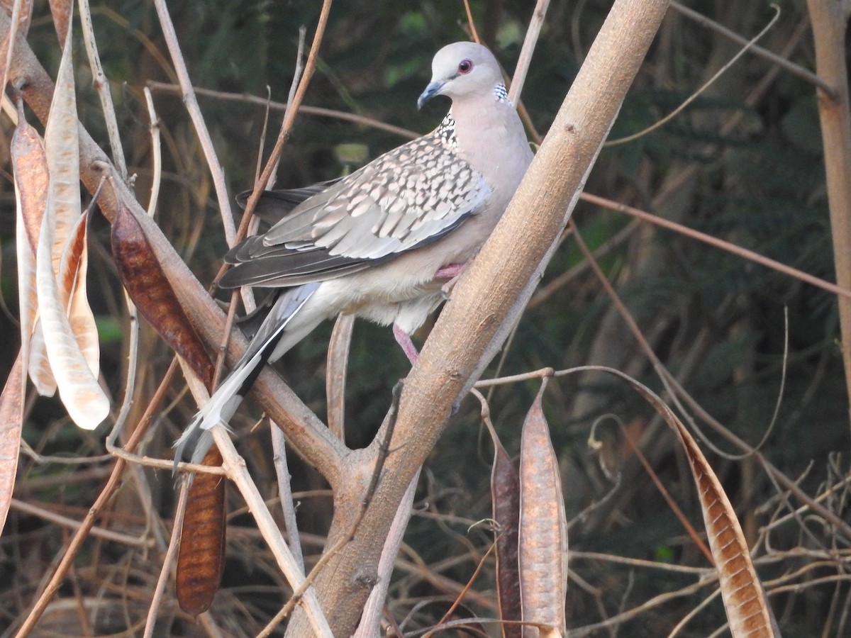 珠頸斑鳩 - ML620671426