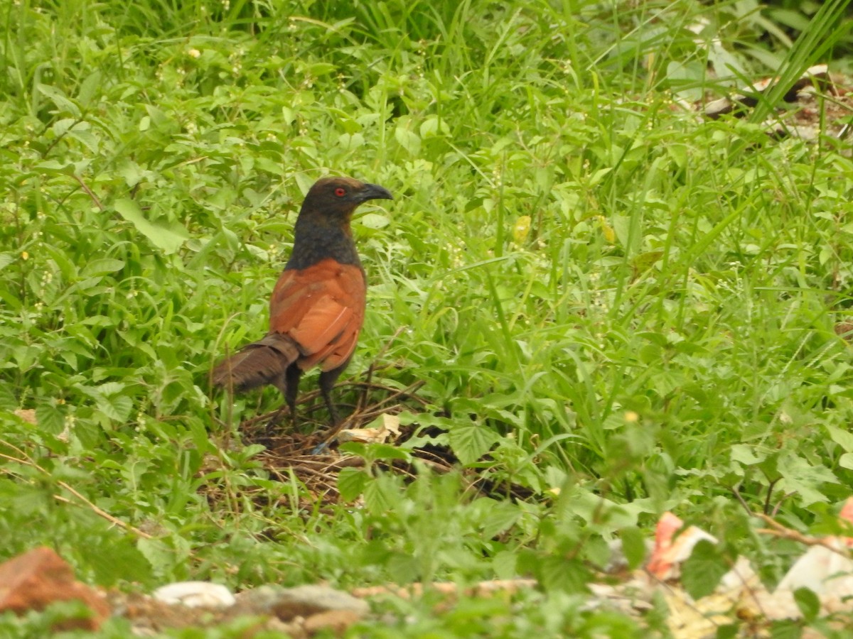 Greater Coucal - ML620671431