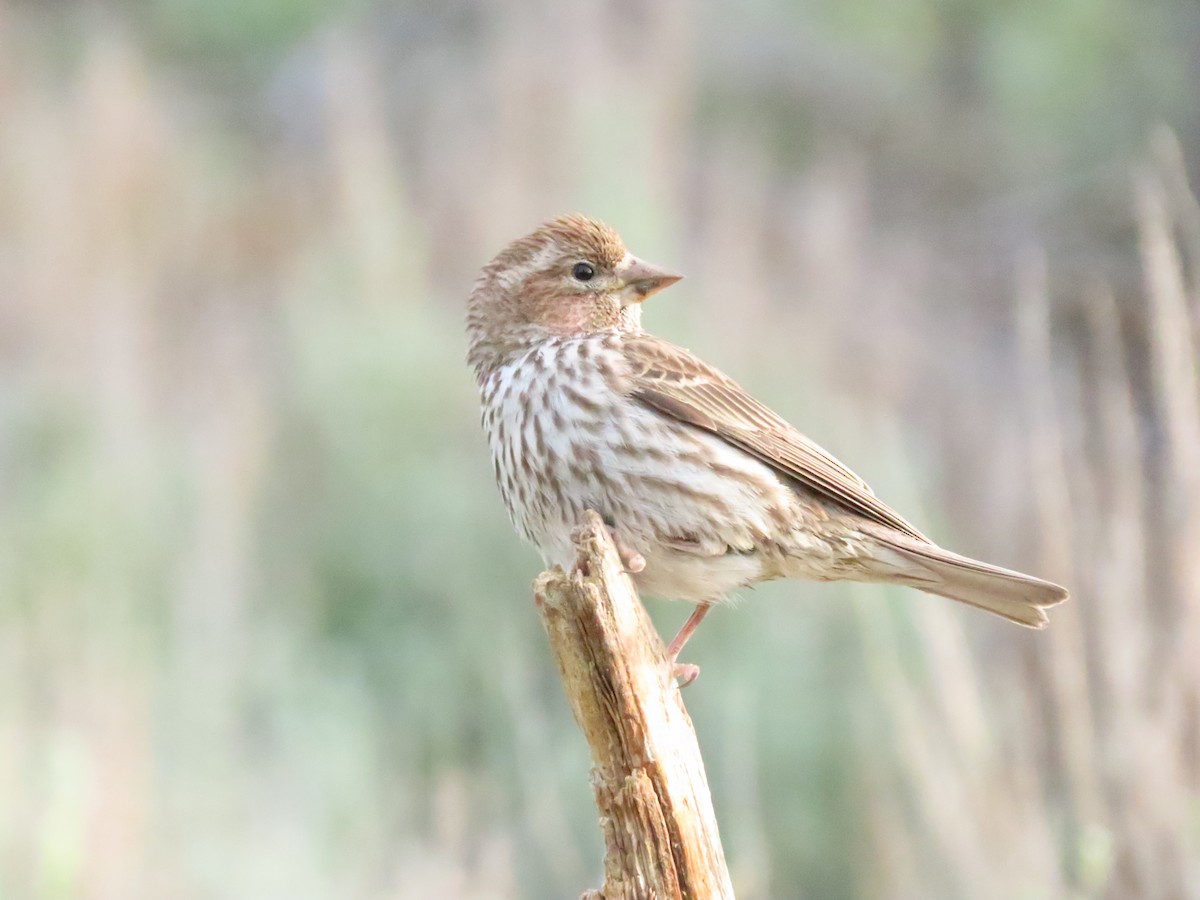 Cassin's Finch - ML620671436