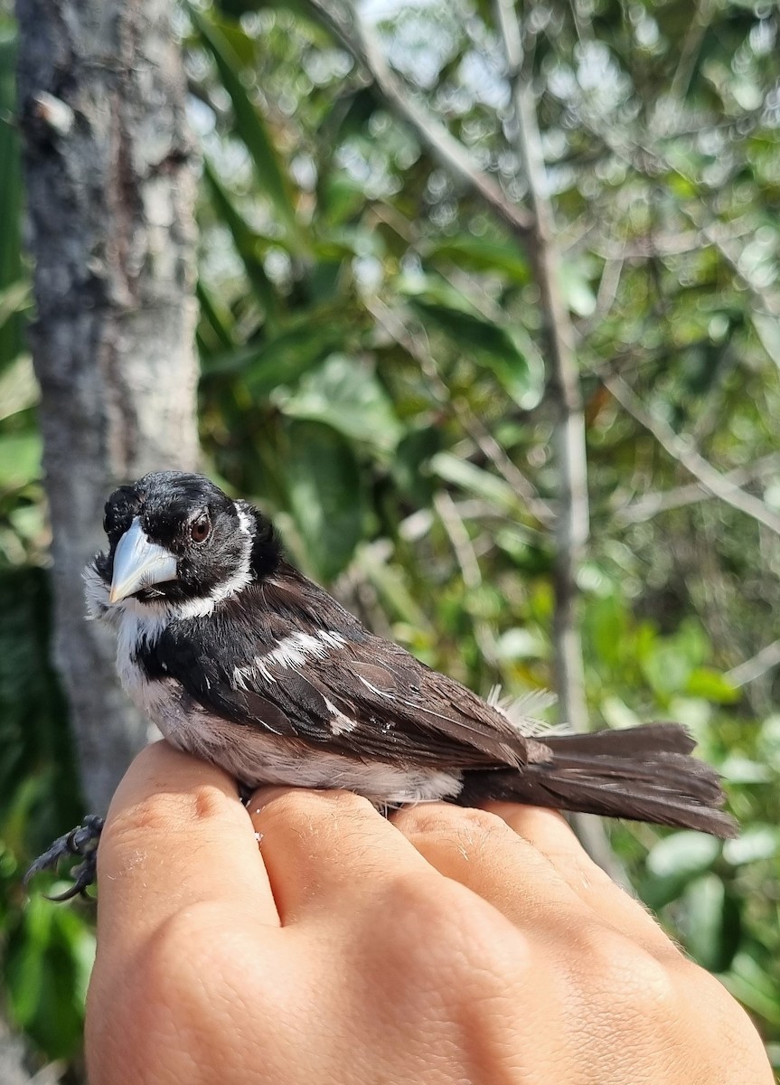 White-naped Seedeater - ML620671441