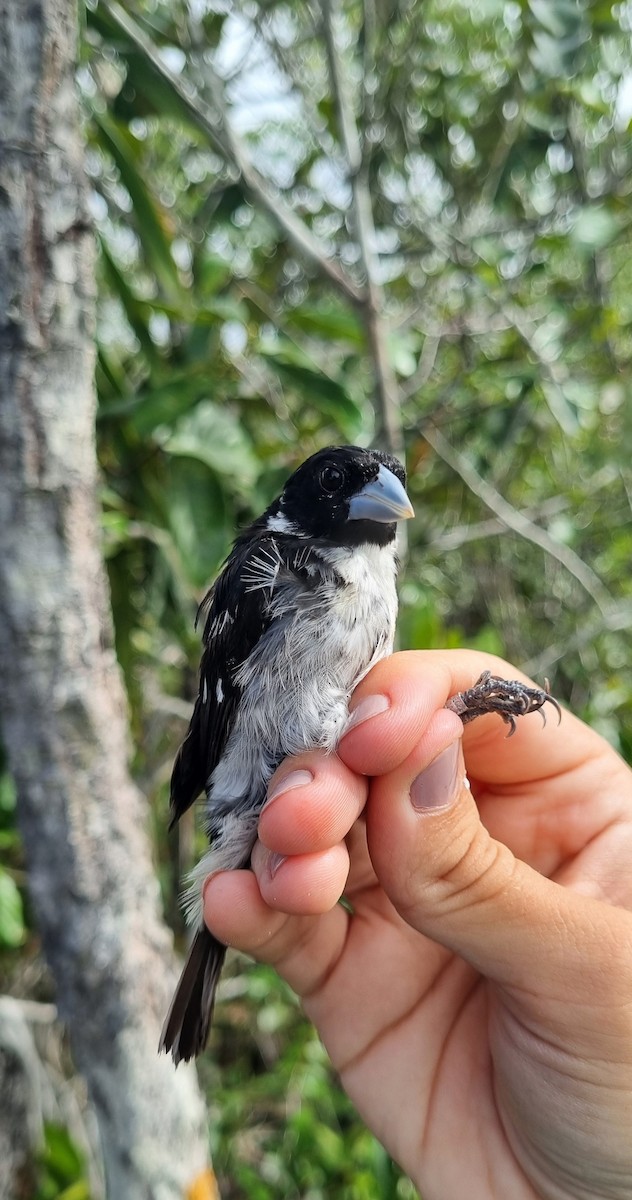 White-naped Seedeater - ML620671443