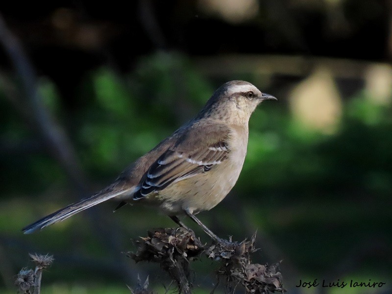 Chalk-browed Mockingbird - José Luis Ianiro