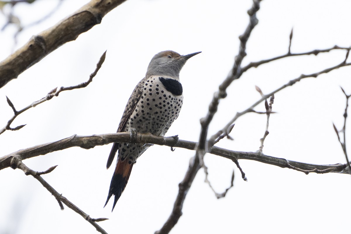 Northern Flicker - ML620671451