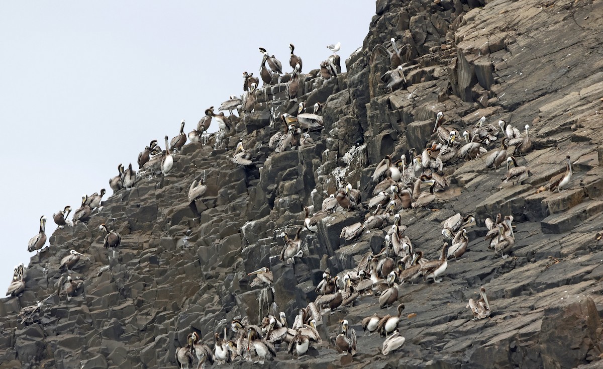 Brown Pelican - ML620671453