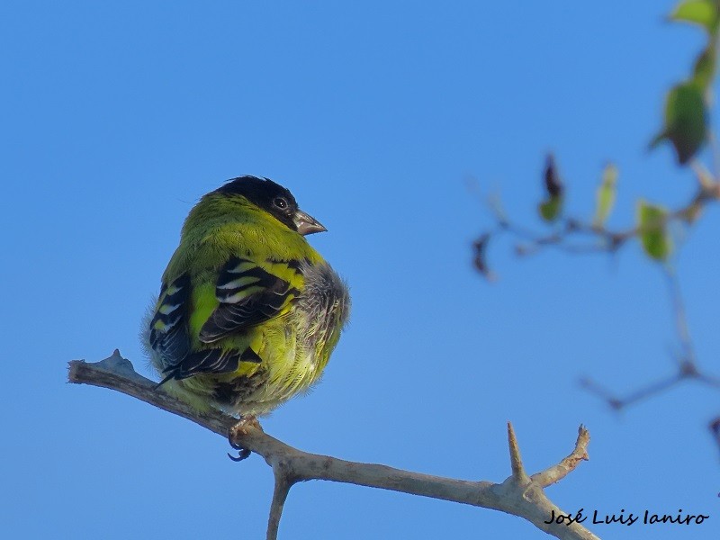 Hooded Siskin - ML620671454