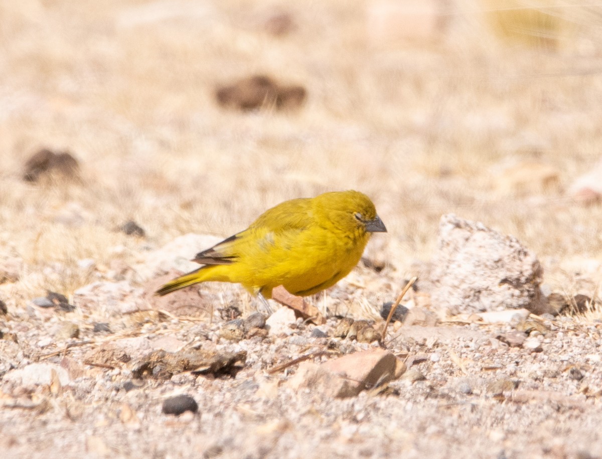 Puna Yellow-Finch - ML620671455