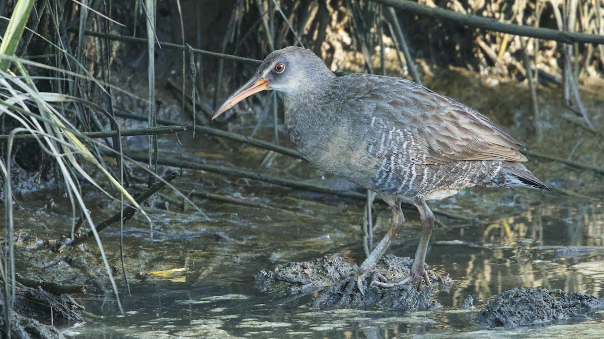 Clapper Rail - ML620671459