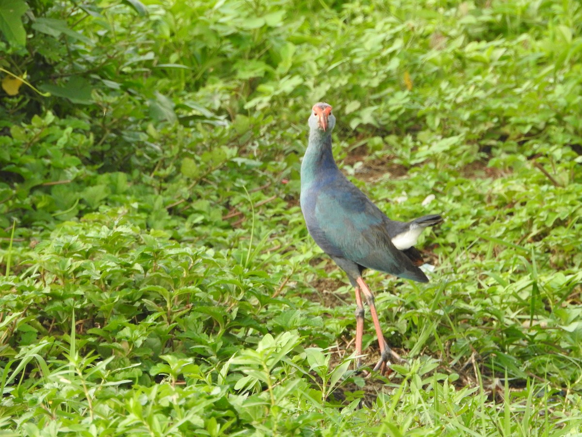 Gray-headed Swamphen - ML620671461