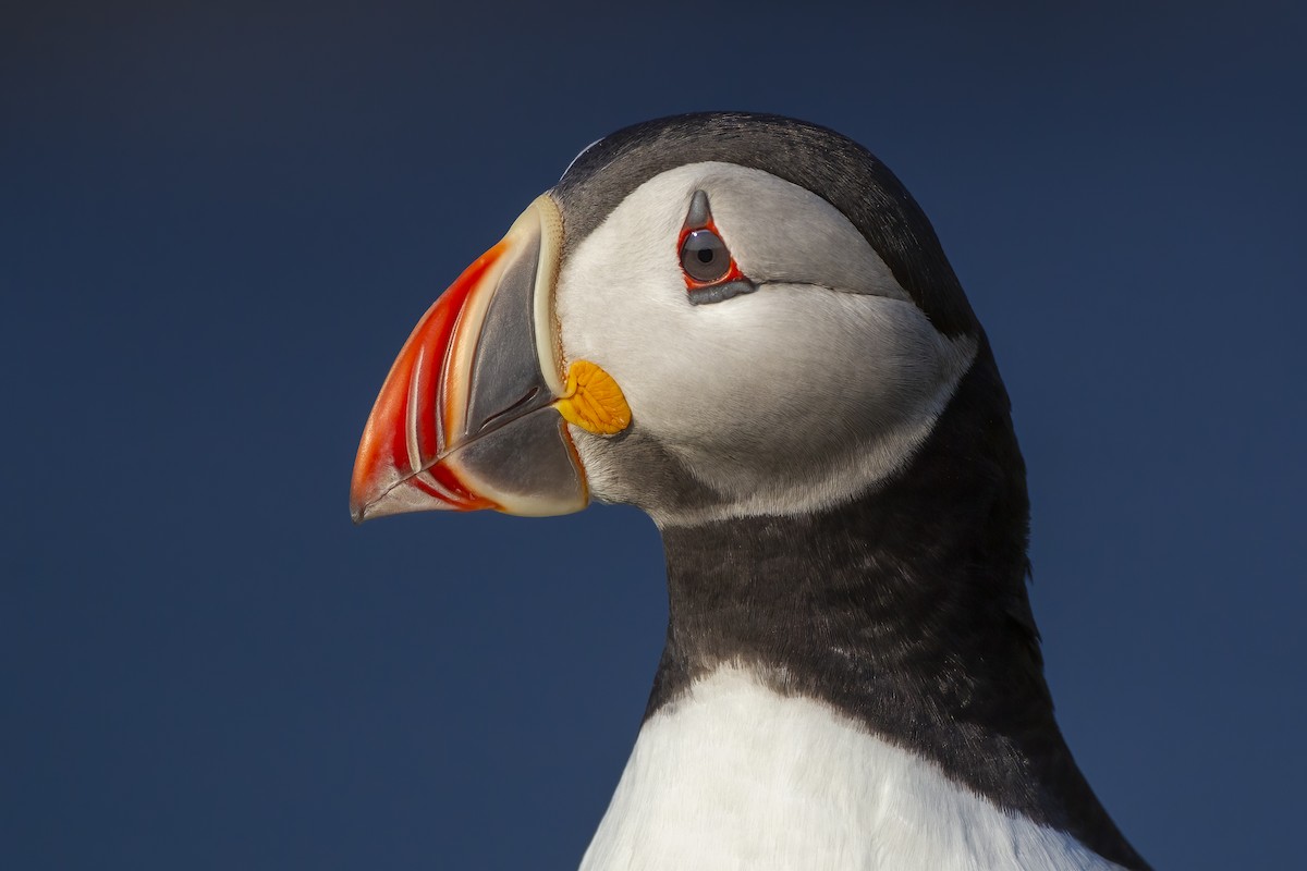 Atlantic Puffin - ML620671463