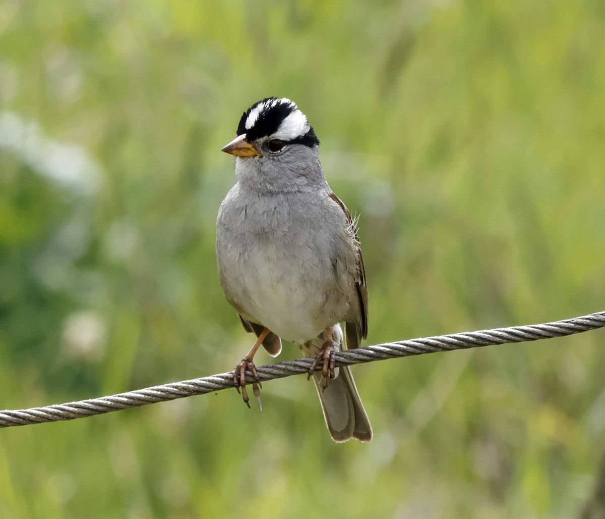 White-crowned Sparrow - ML620671464