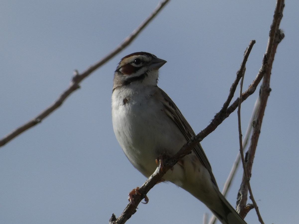 Lark Sparrow - C Long