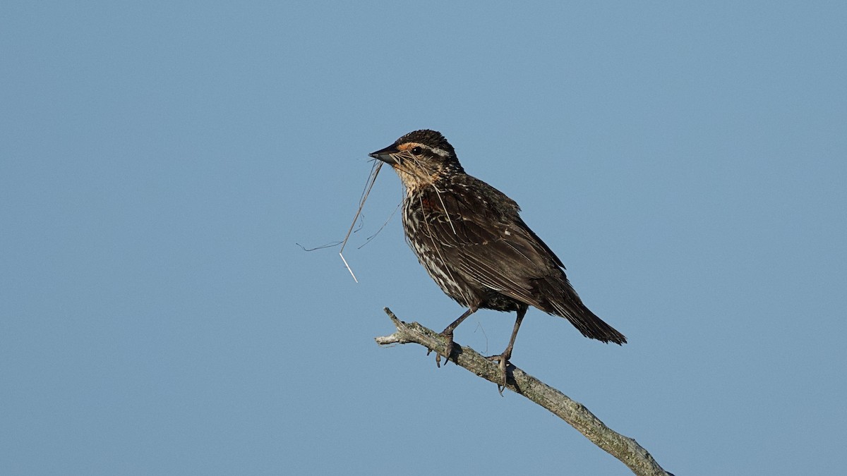 Red-winged Blackbird - ML620671476