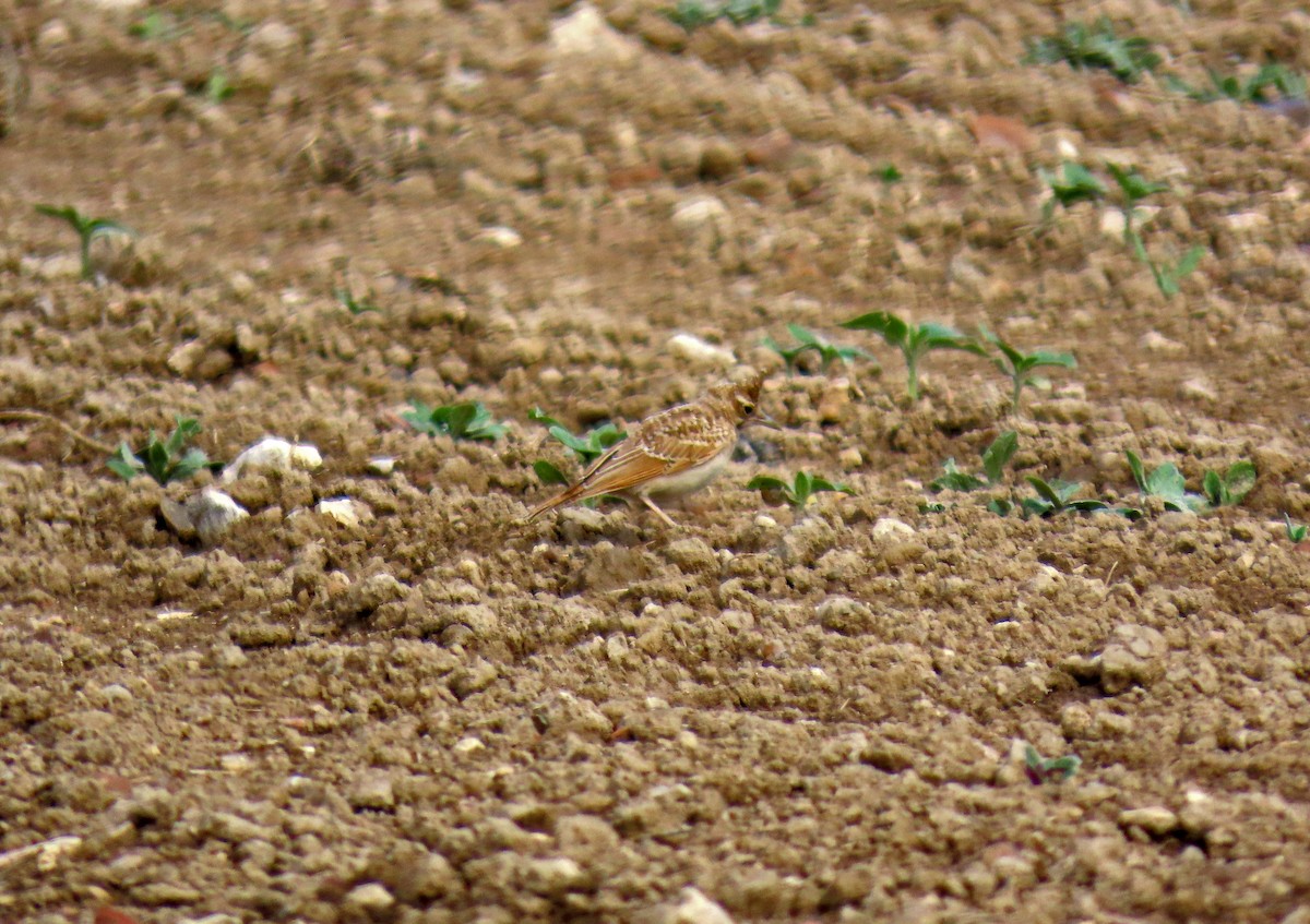 Crested Lark - ML620671477