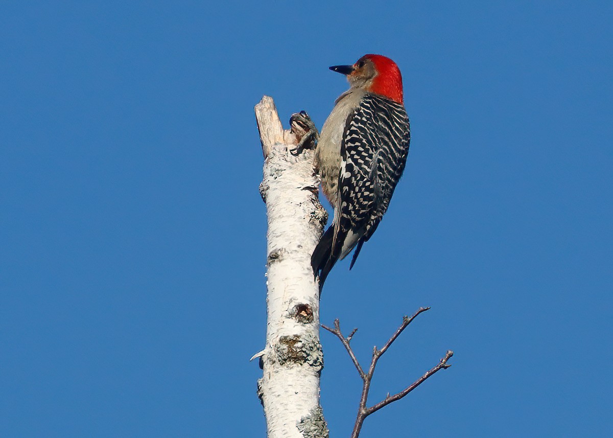 Red-bellied Woodpecker - ML620671478