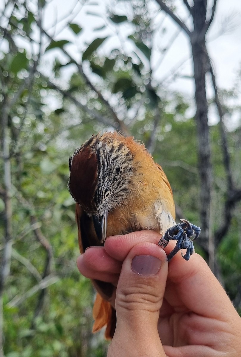 Barred Antshrike - ML620671483