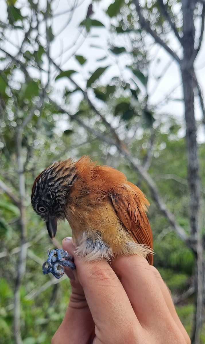 Barred Antshrike - ML620671484