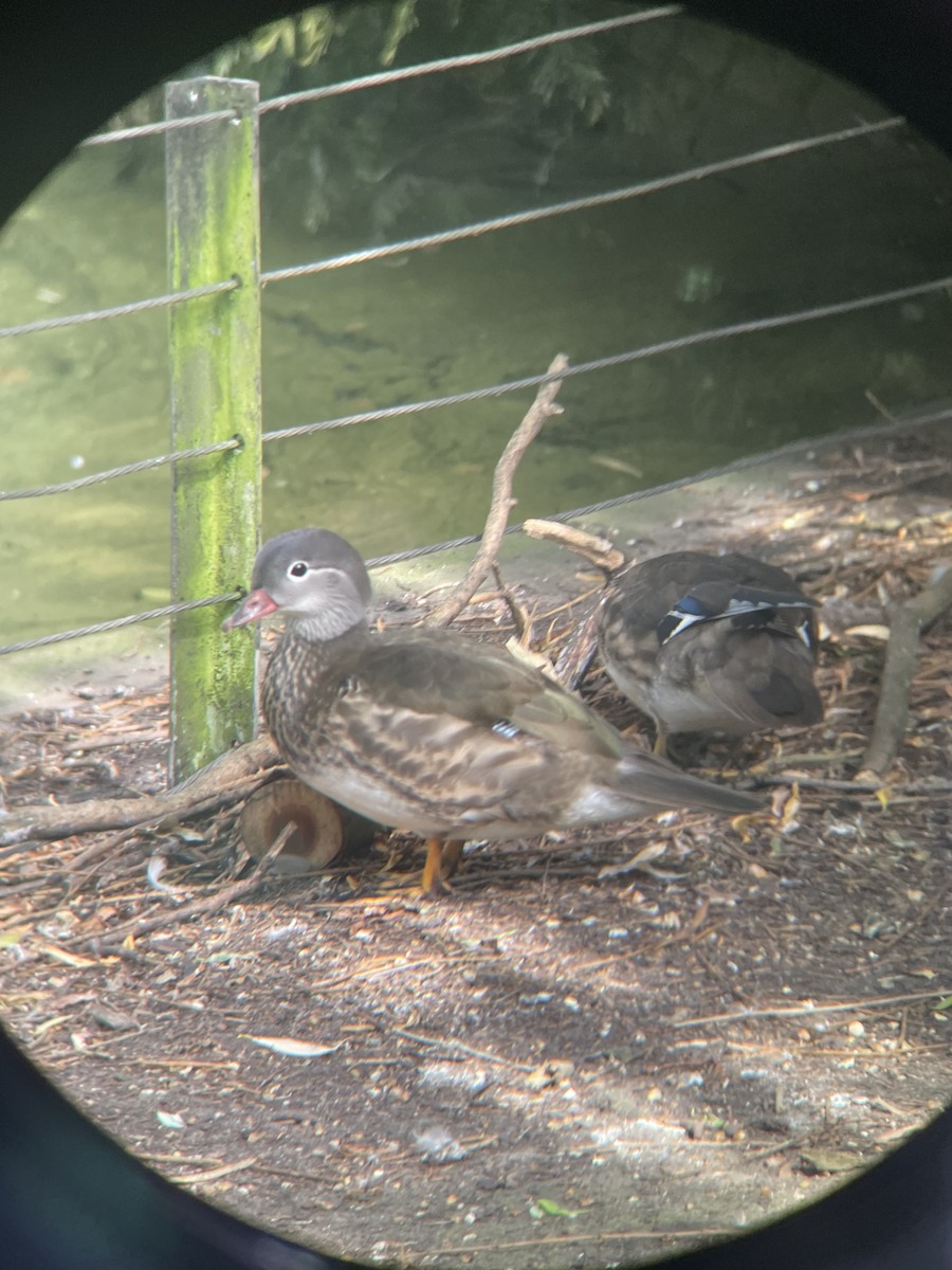 Mandarin Duck - ML620671486